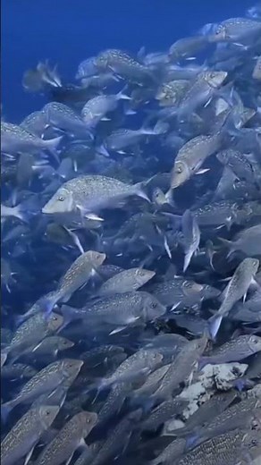 Spangled Emperor Fish – Stunning Reef Beauty | Relaxing Ocean Video