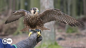 Teaching falconry at school – DW – 01/14/2016