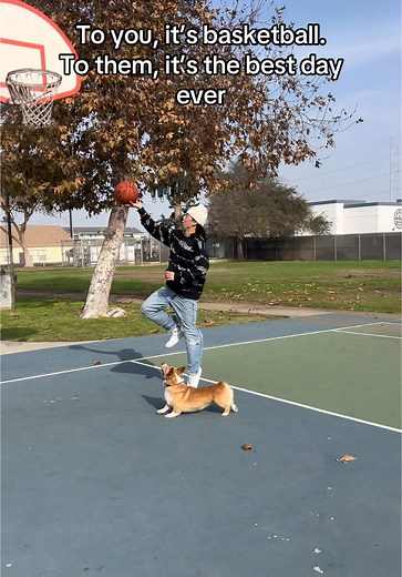 Doggo Defends with Basketball Skills: Watch Them Play!