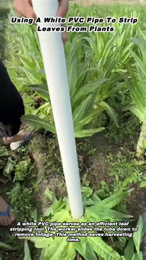 Using A White PVC Pipe To Strip Leaves From Plants