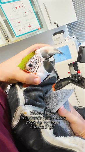 Catching a parrot with a towel. More on YouTube...