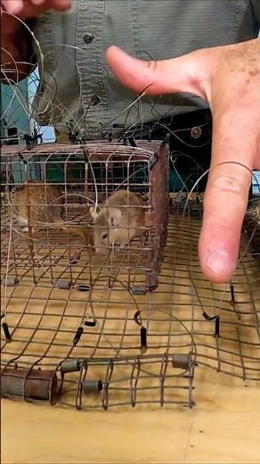 How the trap works #bal-chatri #hawktrap #shorts