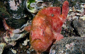 Scarlet Frogfish | Oceana