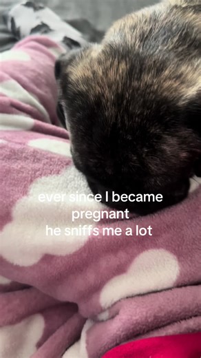 Baby brother where are u? #babybro #puglove #sniff #pugsoftiktok #pregnancy