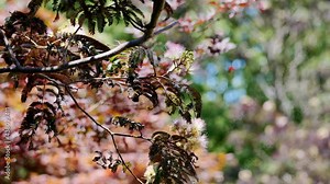 Flowering mimosa tree moving in the wind in slow motion Stock Video