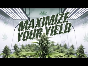 The BEST Cannabis Grow Light Has This - BUYERS GUIDE w/ Chad Westport
