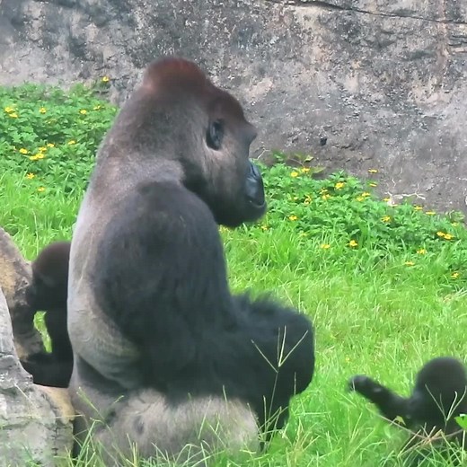 #gorilla #gorillaz #gorillas #animal #animals