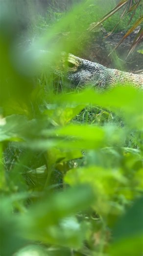 7.3K views · 229 reactions | Don’t wake the sleeping… Komodo dragon?  It was a restful day for our residents of the Dragon’s Lair. Komodo dragons are the largest living lizards in the WORLD! #memphiszoo #komodo #dragon #love #lizard #animals #dragonslair | Memphis Zoo | Facebook