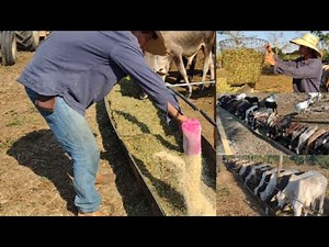 ⚠️Confinamento de bezerros com BRS capiaçu