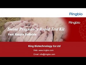 Ringbio Swine Pregnancy Rapid Test Kit, Pig Pregnancy Rapid Test Kit Demo