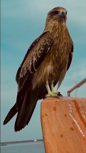 The Harpy Eagle: Earth's most powerful raptor, with immense talons.
