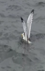 98K views · 406 reactions | Weasel Vs Seagull Fight In The Sea | Hugh Best | Facebook