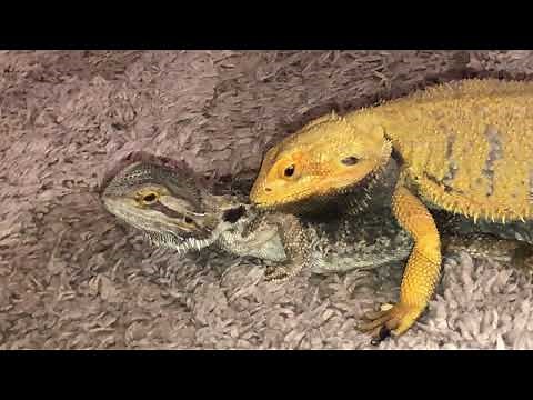 Bearded Dragons Mate