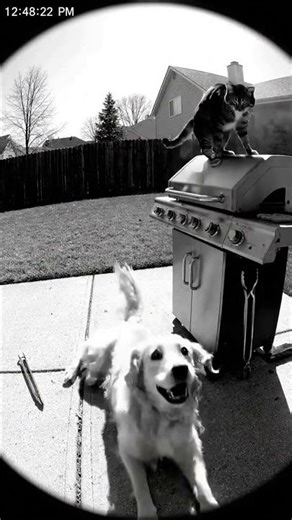 BBQ Disaster #viralvideo #funny #ai #fyp #animals