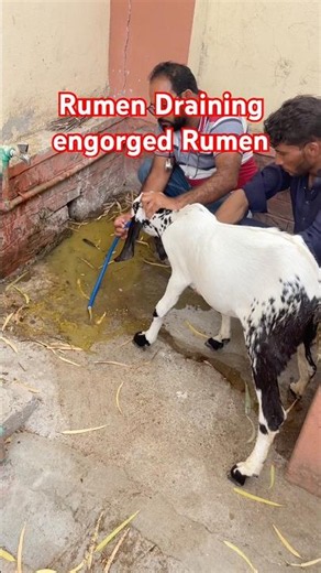 Rumen Draining | Lactic acidosis | #cow #viral #cattledisease #farming #bovine #ultrasound #bull