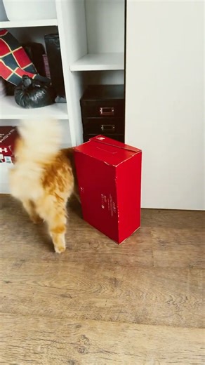Kitten Honey finds the shoe box interesting :)
