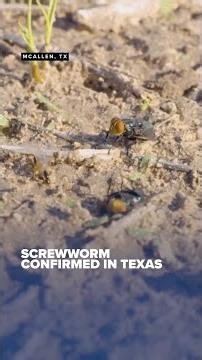 First U.S. screwworm case confirmed in South Texas