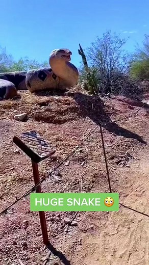 Giant Snake Encounter Reaction Video