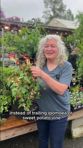 Hummingbirds cannot get enough of this new climbing Ipomoea 🍃✨