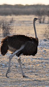 7.6K views · 110 reactions | An ostrich is called a flightless bird because it lacks the ability to fly due to its physical structure. Watch an Ostrich in Etosha National Park, Namibia.#namibia #namutoni #ostrich #namibiatravel #travelnamibia #safari #wildlife #africanwildlife #africansafari #explorepage #trendingvideos #viral #wildlifephotography | Nwrnamibia | Facebook