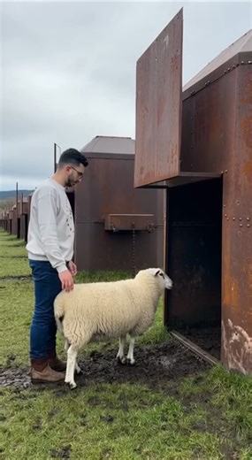 Magic Machine that turns sheep into lambs #homesheephome #farming #shortsviral #sheepfarming #modern