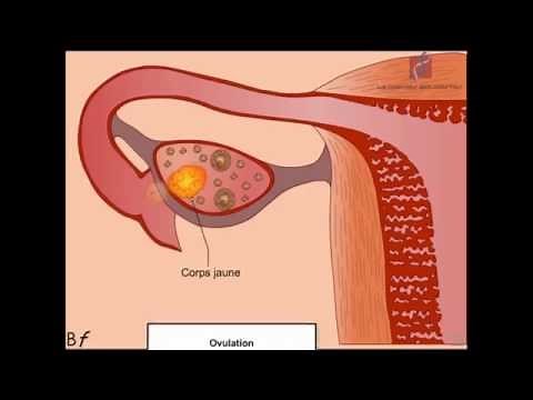 Les étapes de la fécondation chez la femme (Animation)