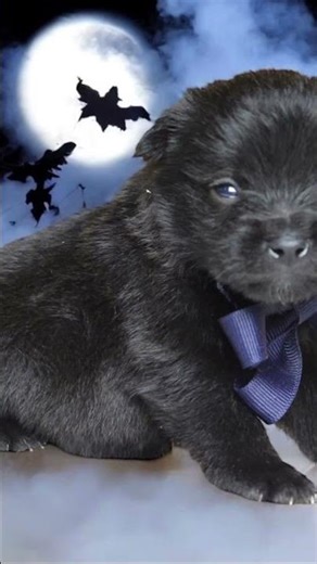 Our Mini Schnoodles are so cute it’s SCARY 🎃🐶🐾 #schnoodle #minischnoodle