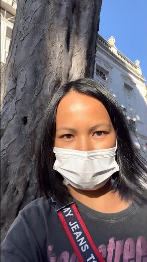 DRACAENA DRACO | CANARY ISLANDS DRAGON TREE