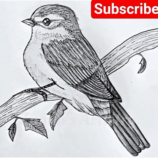 how to draw pencil drawing a Bird | Easy Bird drawing on the tree branch | Pencil sketch drawing