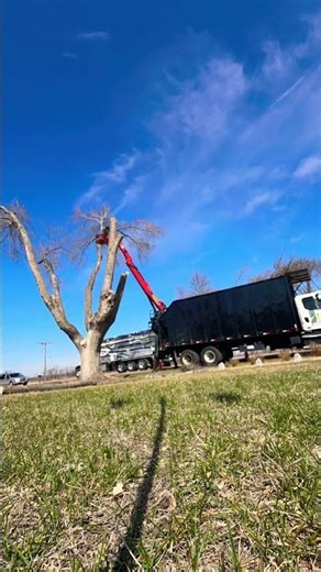 The fastest tree Removal!