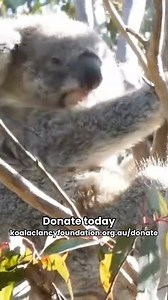 1.2K views · 18 reactions | Looking at the big picture for koalas,...