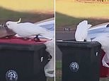 Clever cockatoo removes brick off a bin before snacking on discarded food