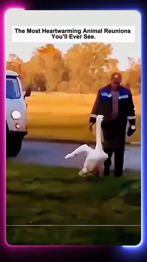 100K views · 2.3K reactions | The Most Heart warming Animal Reunions You’ll Ever See | Wildlife Animals | Facebook