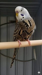 158K views · 8.6K reactions | Python Print Budgiegar  (AI Generate Video) #exhibitionbudgerigar #budgieslover #rare #exhibition #wildlife #budgie #budgiesbirds #pink #pinkbudgies #Nature #DunFallow #dog #petsitting #birds | Birds and Hobbies KSB1 | Facebook