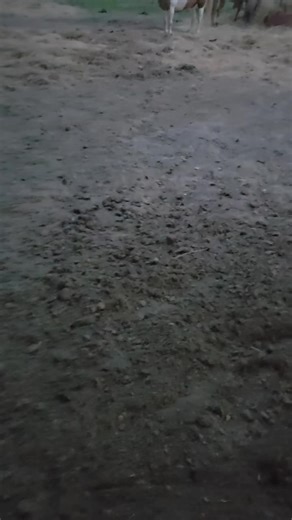 Country Gypsy on TikTok