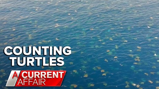 Take a look at this! Researchers have released footage of thousands of turtles heading to north Queensland to nest. Can you believe they use drones to count them? #9ACA | A Current Affair
