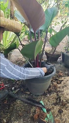 Adding Coco cubes & potting mix can help a philodendron grow better #plantcare #careguide #gardening