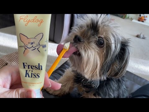 Tired of Your Dog's Bad Breath? The Truth About FlyDog Fresh Kiss Enzymatic Toothpaste Kit