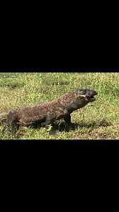 18K views · 141 reactions | Dragon Eating Goat | Insect Forest | Facebook