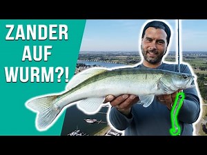 Zander fangen mit WURM - SO geht's!