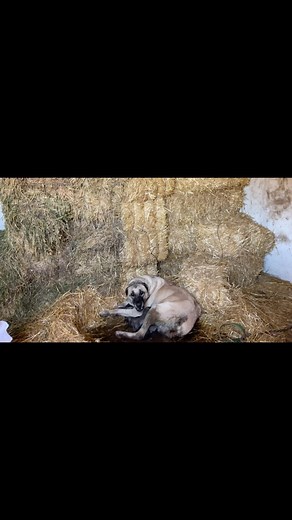 8.2K views · 483 reactions | Samanlar yemler içerde 臘‍♂️sokmuyor içeri | Eren Acil | Facebook