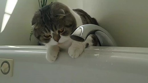 Tigger_the_fold on TikTok