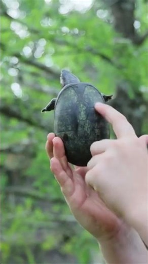Three Lined Musk Turtle.
