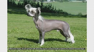 Top 10 Common Health Problems in Chinese Crested Dogs
