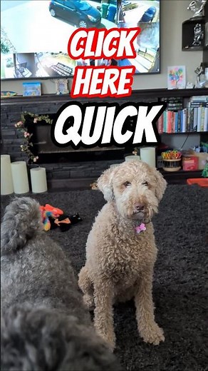 Whoodles: The Adorable, Funny Dogs You Didn't Know About