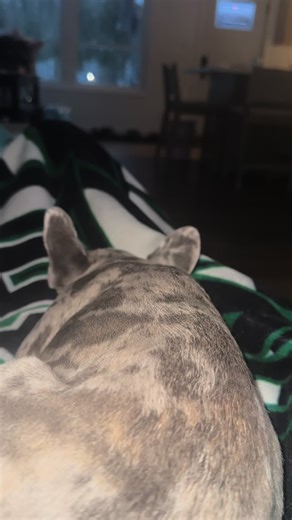 French Bulldog Enjoys Hockey Day with Family