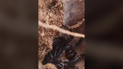 55 new species of spiders identified