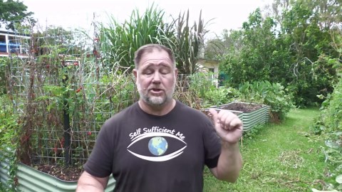 What Happens to Woodchips in the Base of a Raised Garden Bed?