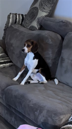Snoopy loves watching the snoopy show! #fyp #snoopy #viral #foryou #cute