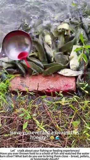 Feeding Frenzy – Tossing Red Bait to a Hungry Fish Swarm 🌊🐟